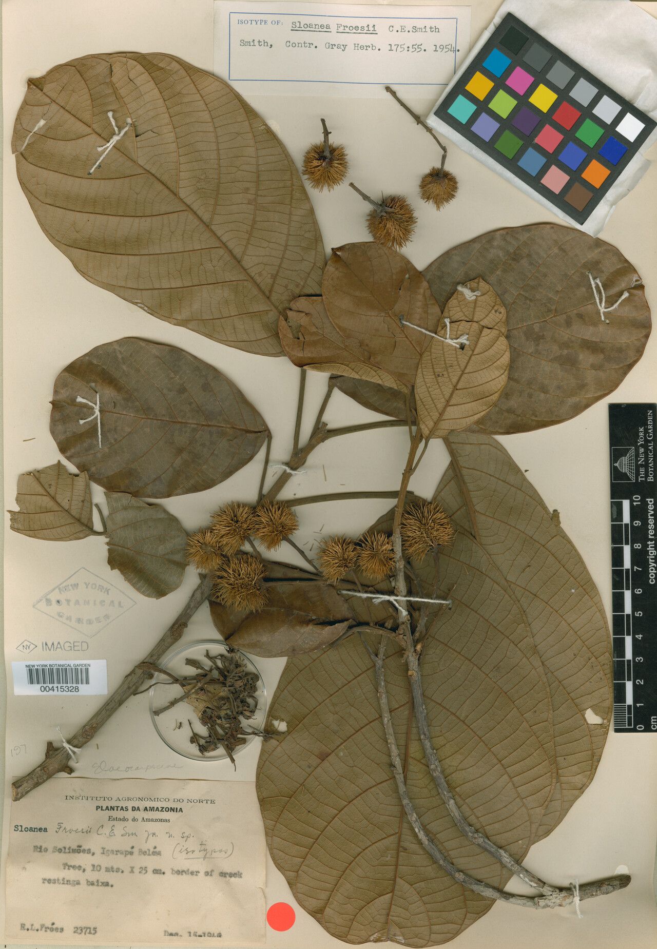 Sloanea froesii — houseplant care guide