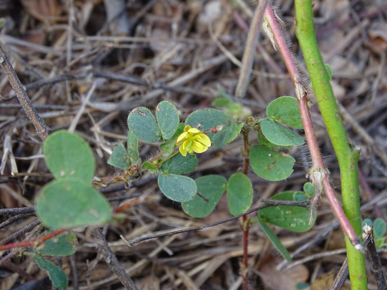 Chamaecrista rotundifolia flower