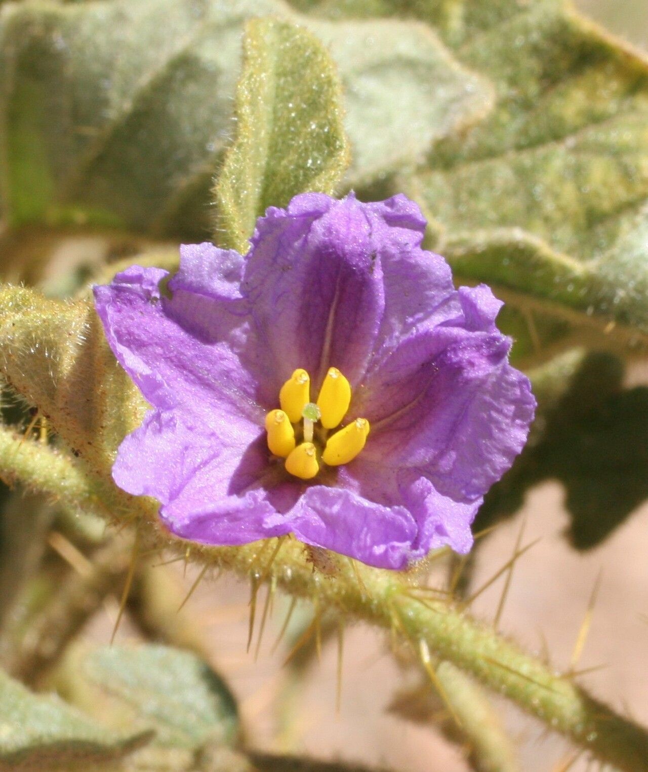 Solanum horridum flower