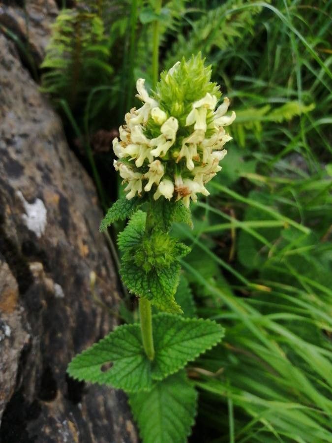 Betonica alopecuros flower