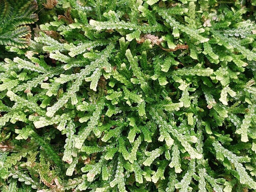 Selaginella stellata — houseplant care guide