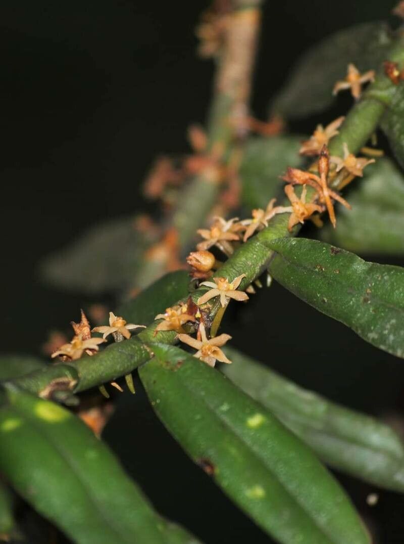 Campylocentrum neglectum — houseplant care guide