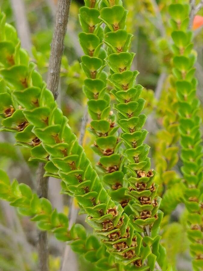 Baeckea imbricata — houseplant care guide