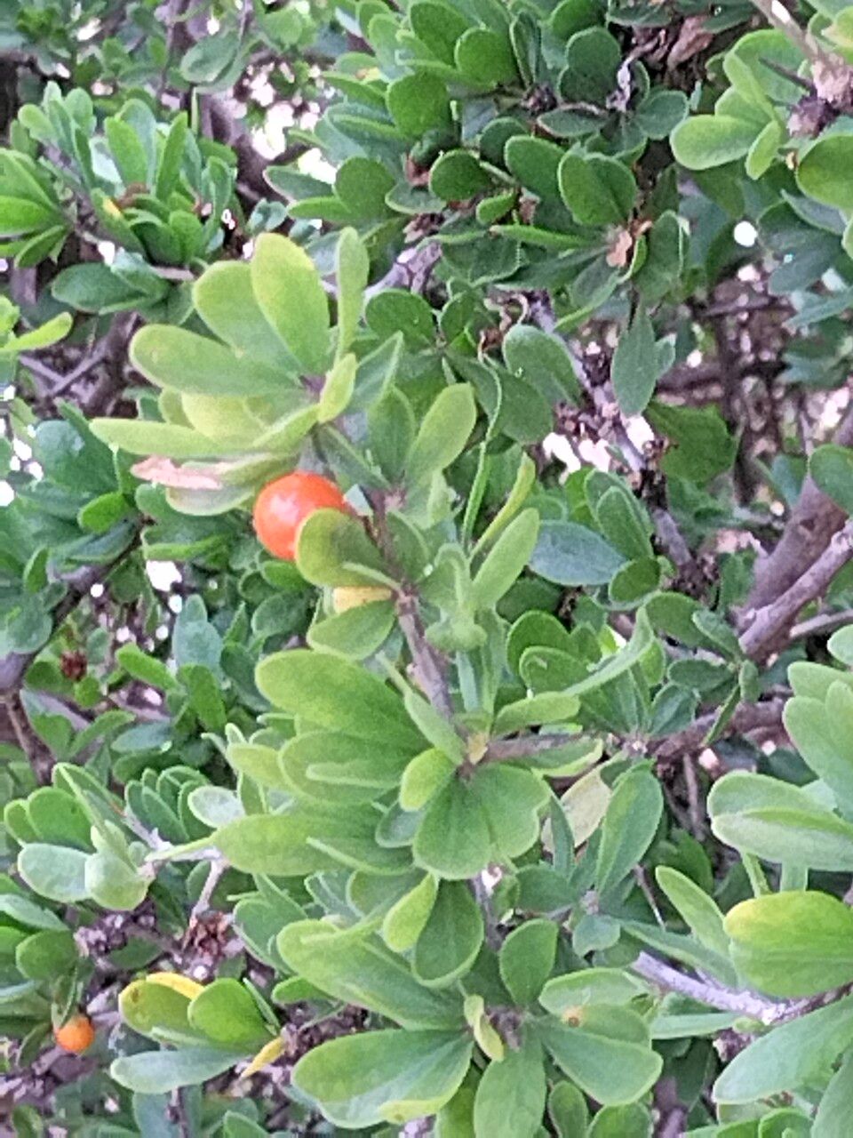 Lycium ferocissimum fruit