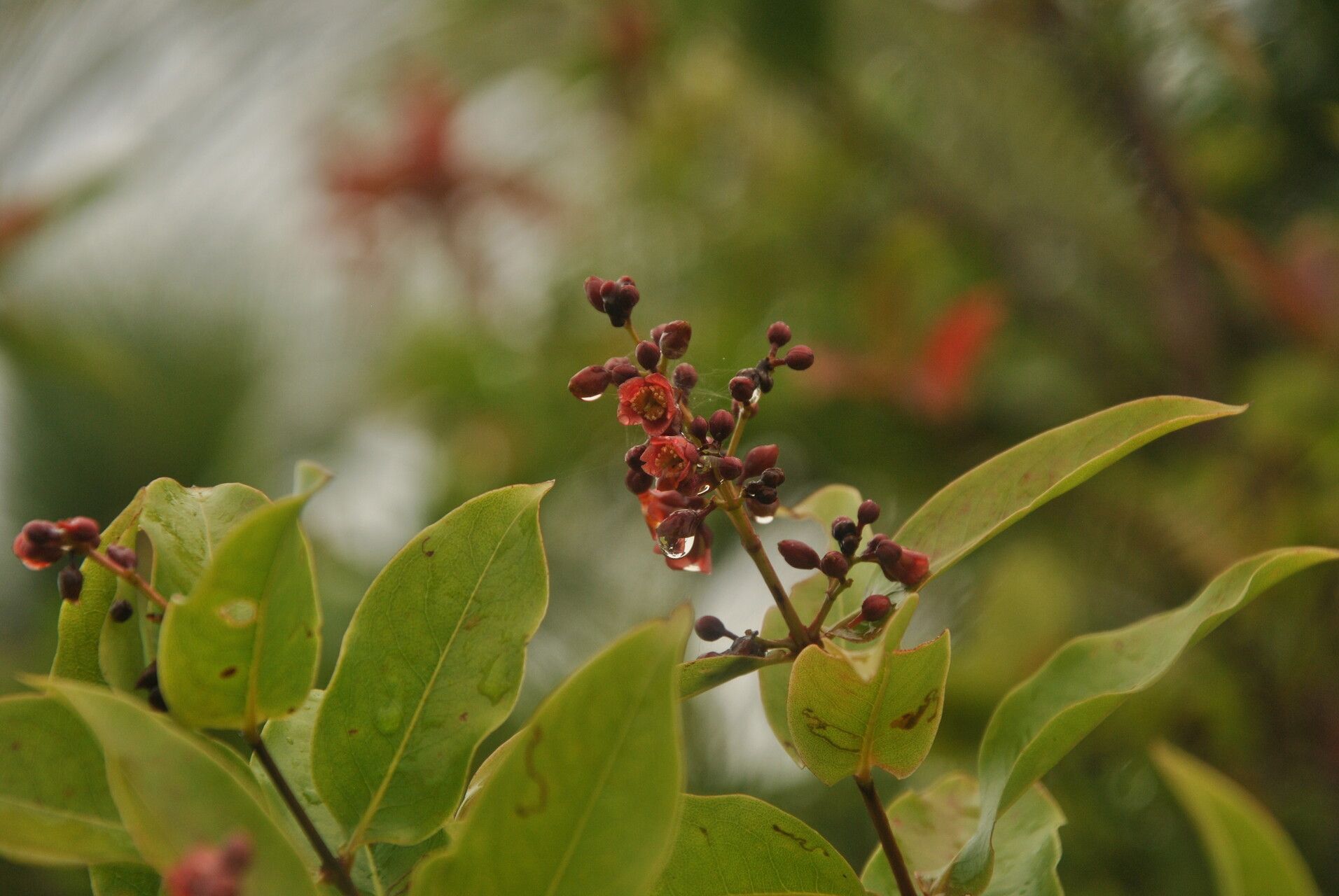 Cratoxylum cochinchinense other