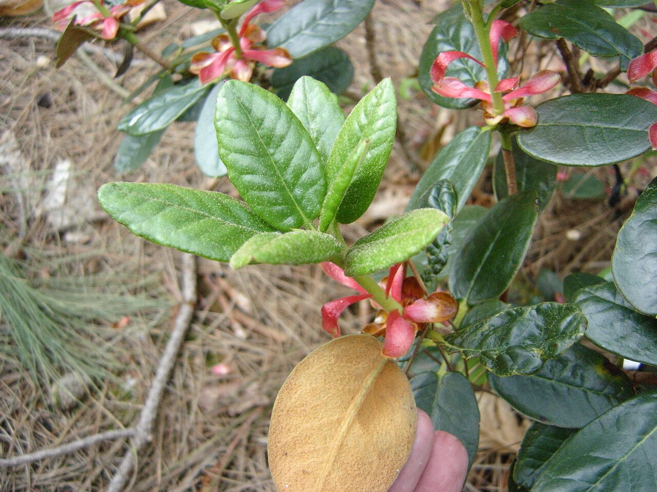 Rhododendron coelicum leaf