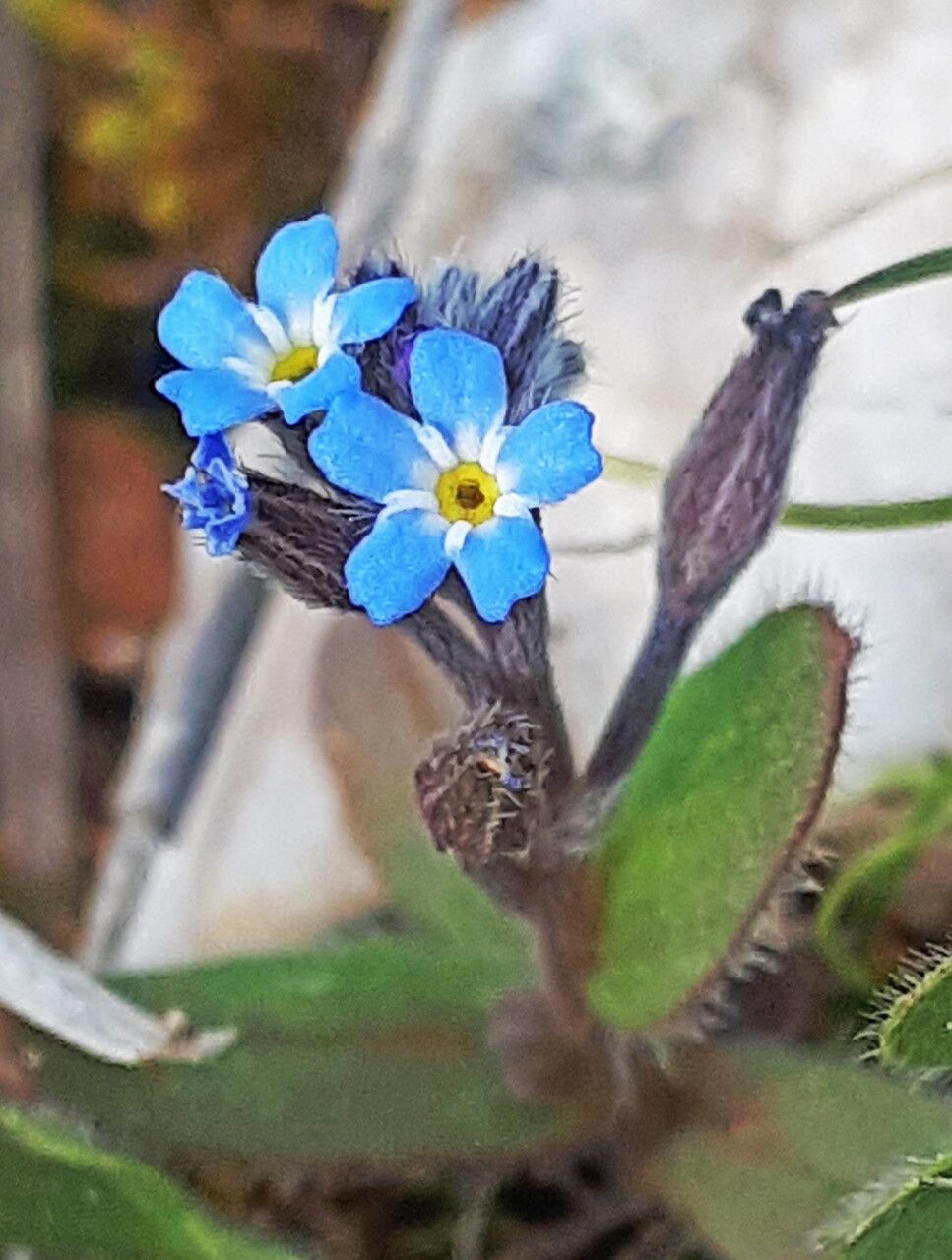 Myosotis incrassata flower