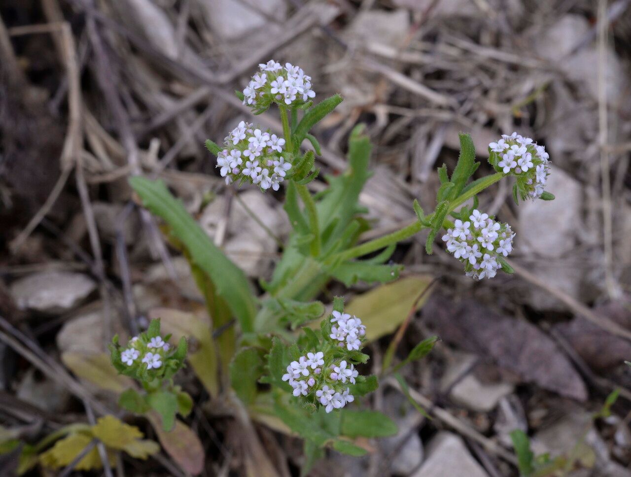 Valeriana discoidea flower