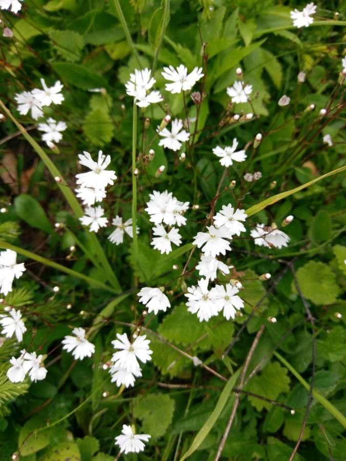 Heliosperma pusillum flower