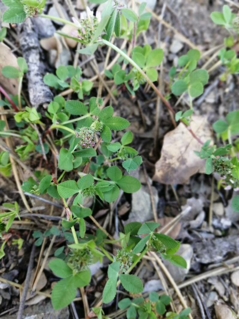 Trifolium glomeratum leaf