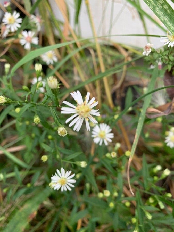 Symphyotrichum racemosum — search result for 'Symphyotrichum'