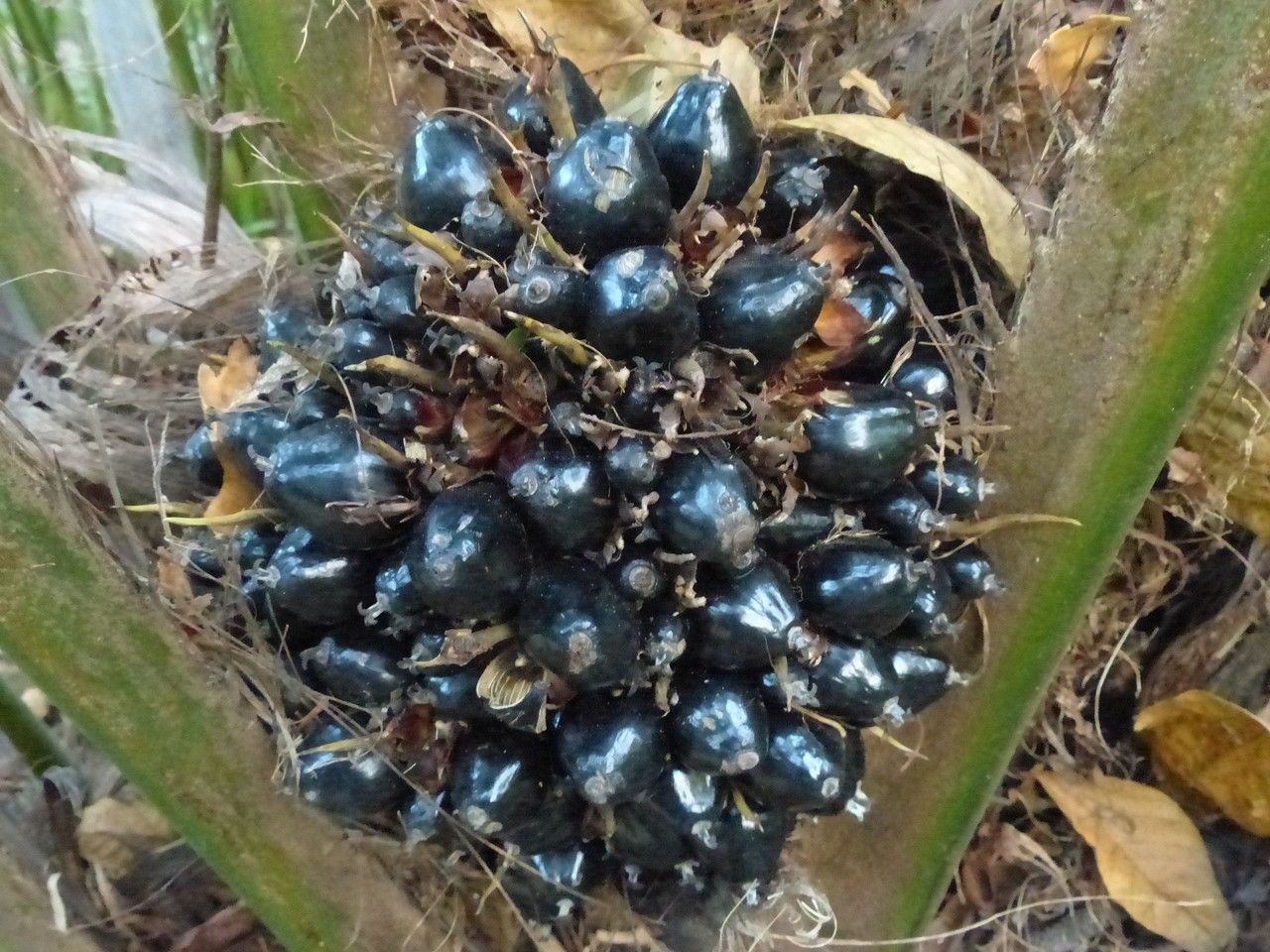 Elaeis guineensis fruit