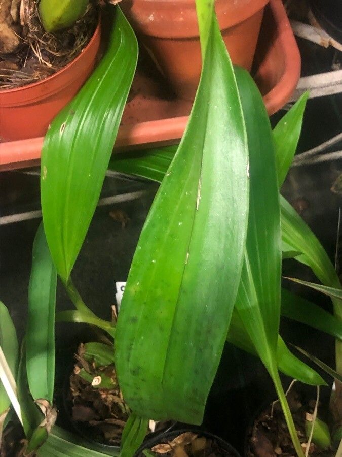 Trichopilia laxa leaf