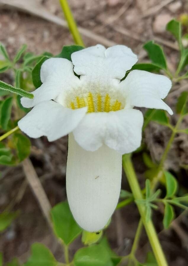 Amphilophium cynanchoides flower