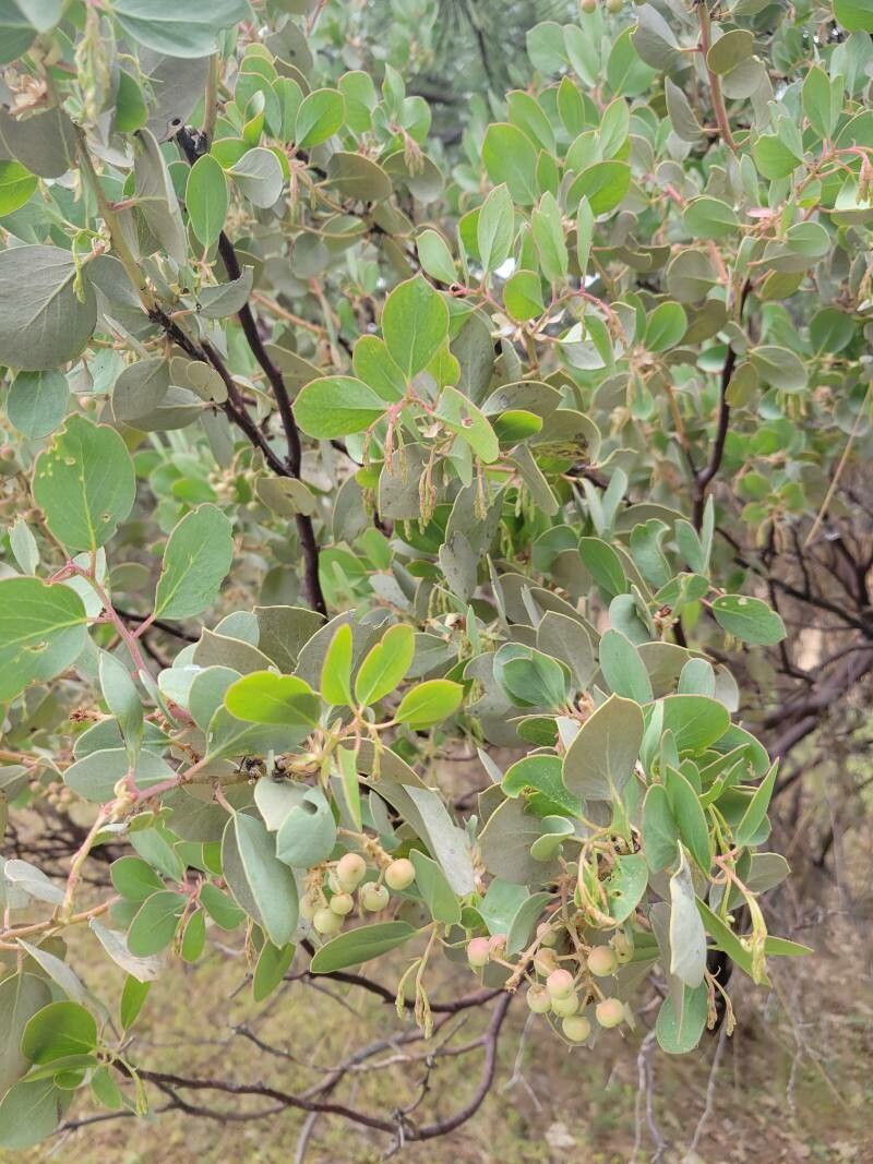 Arctostaphylos mewukka — search result for 'Arctostaphylos'