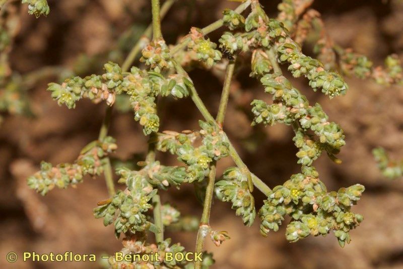 Paronychia illecebroides other