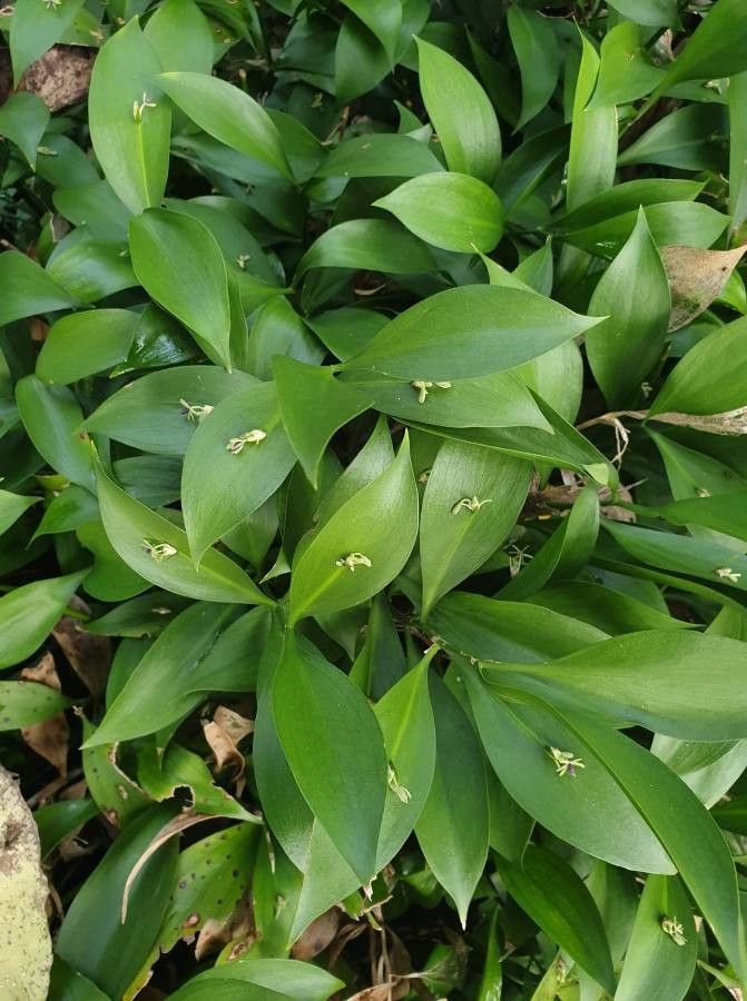 Ruscus hypophyllum