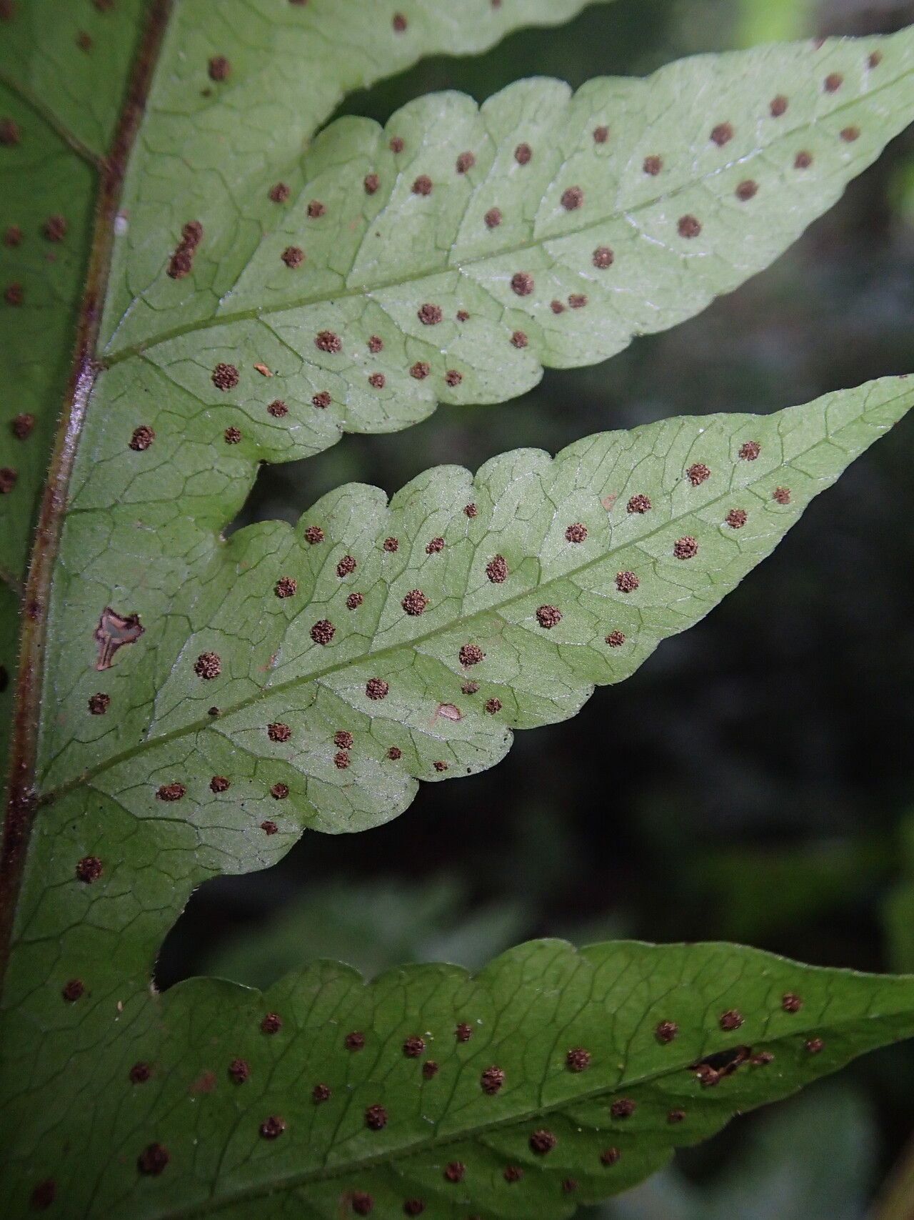 Tectaria fernandensis leaf