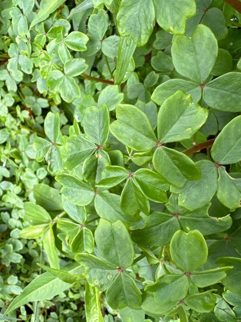 Oxalis filiformis — search result for 'Oxalis'