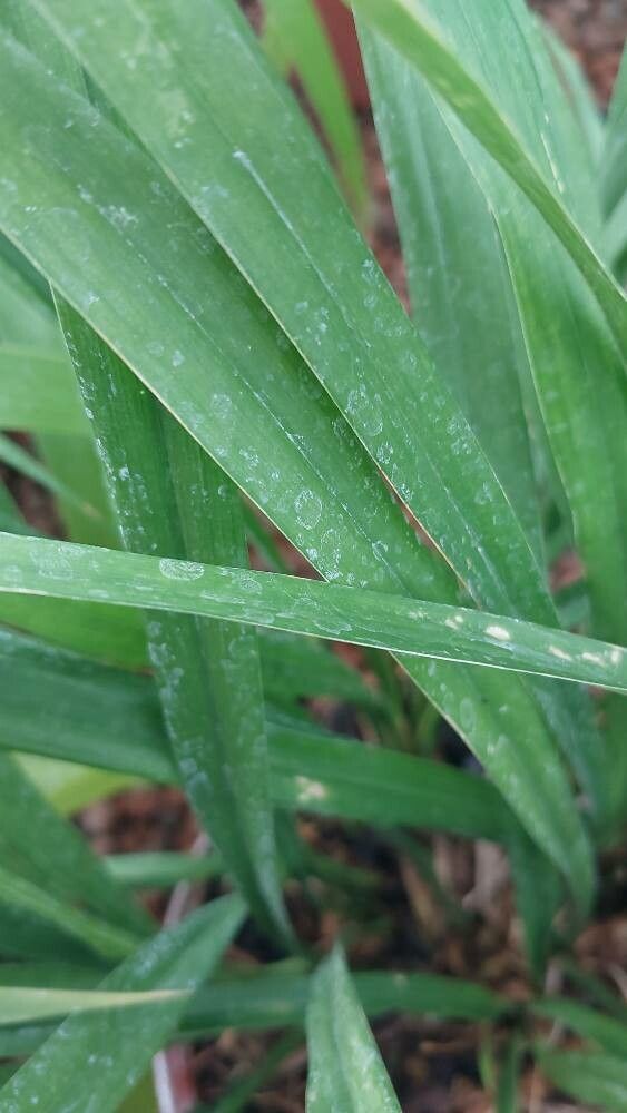 Aspidistra caespitosa leaf