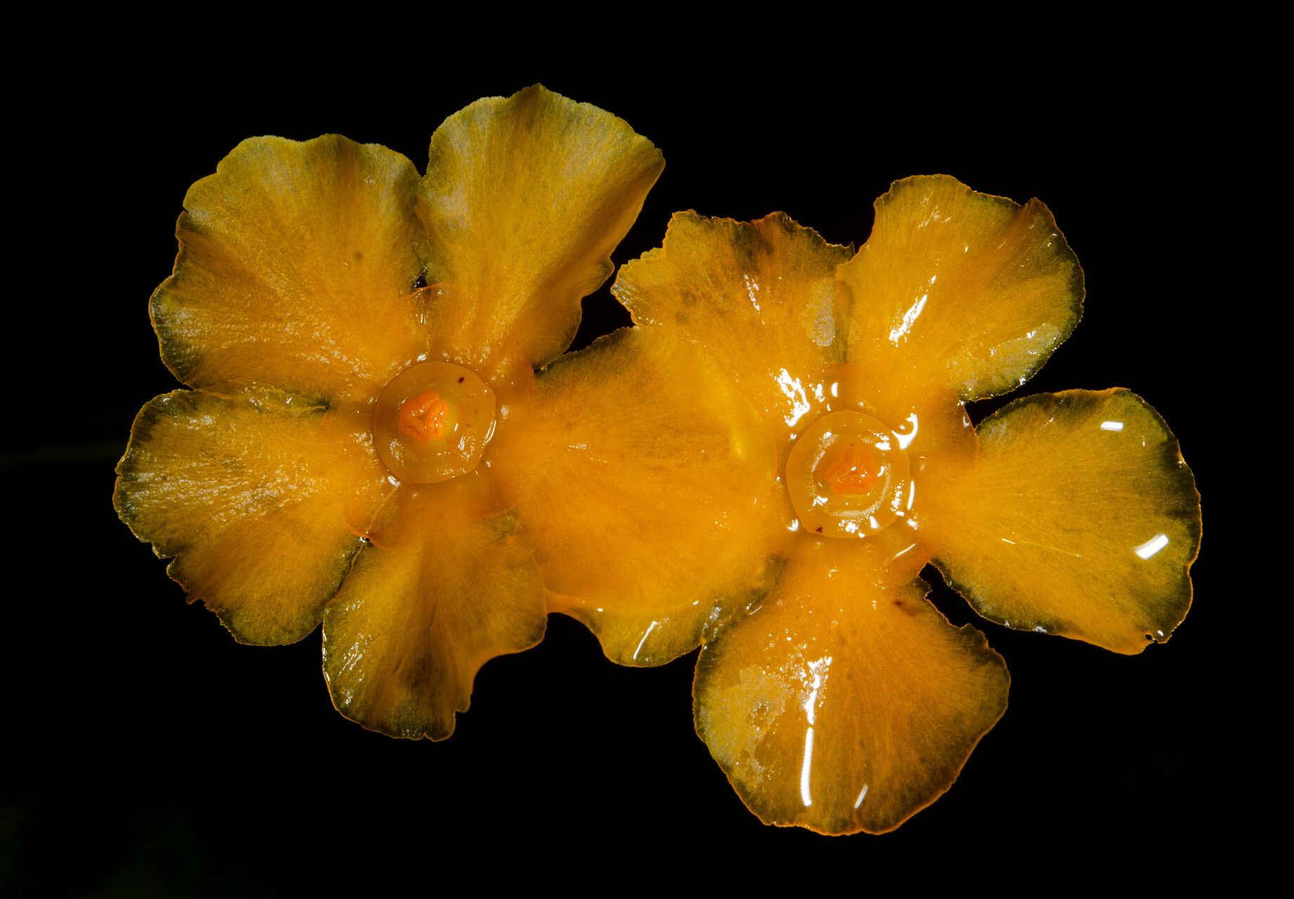 Salacia regeliana flower