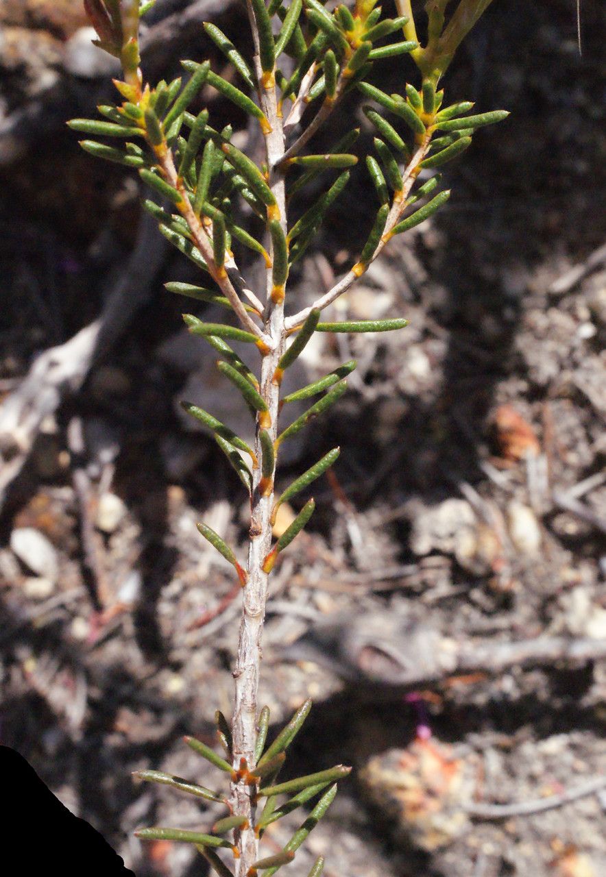 Calytrix glutinosa leaf