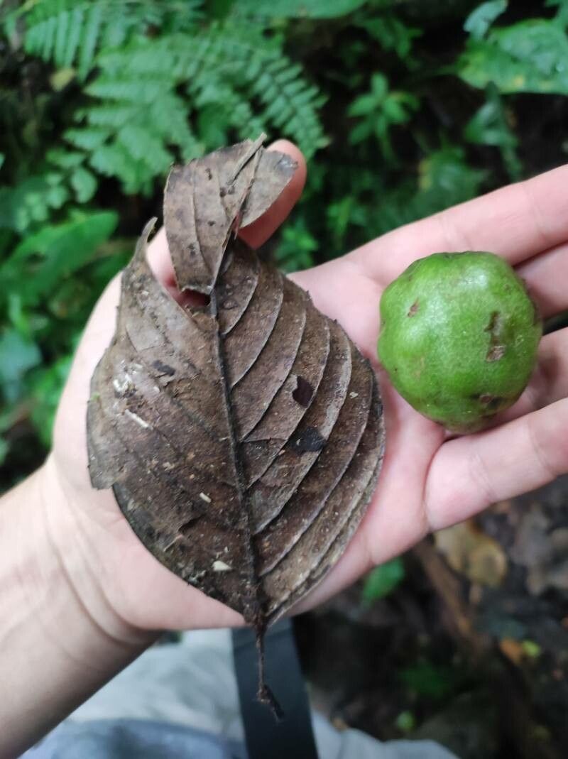 Ticodendron incognitum fruit
