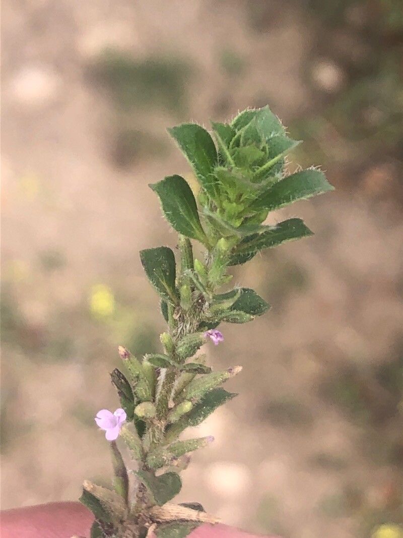 Ziziphora hispanica leaf