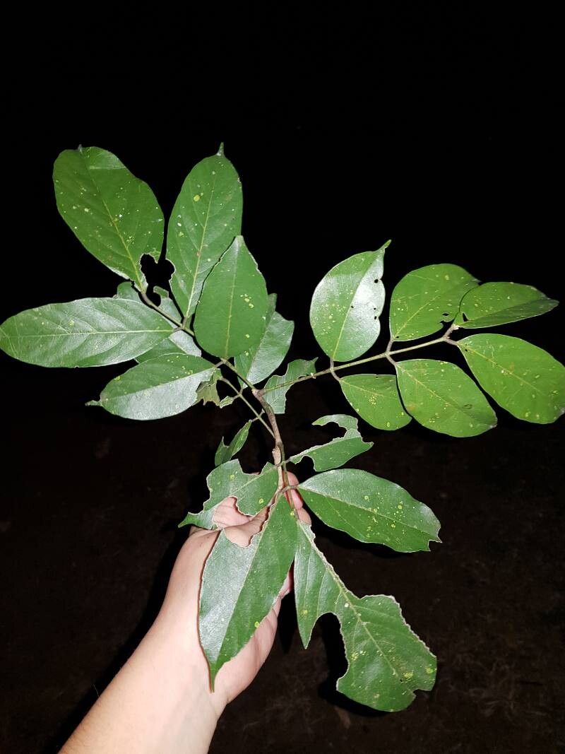 Lonchocarpus guatemalensis leaf