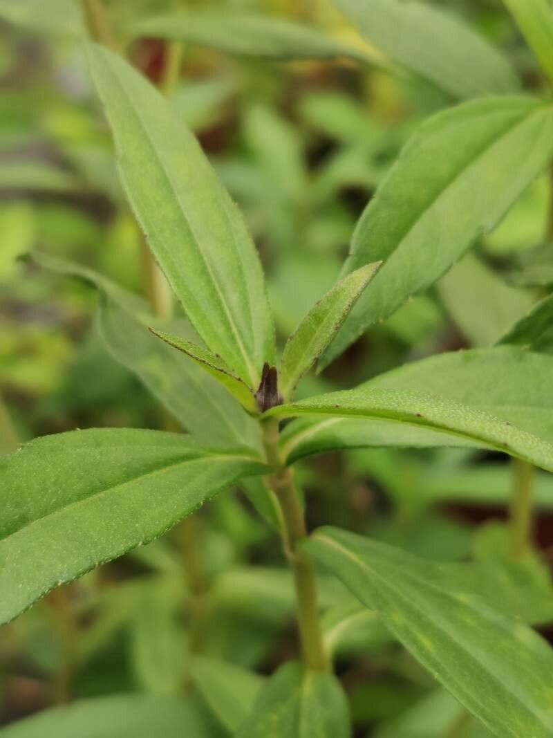 Sphagneticola calendulacea