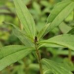 Sphagneticola calendulacea