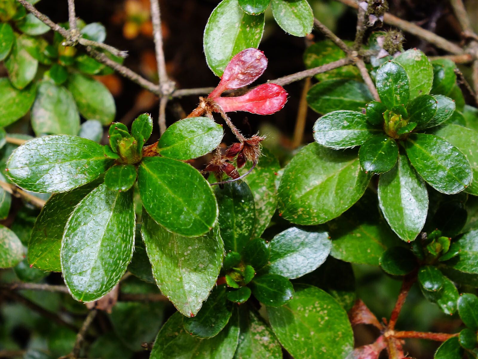 Escallonia myrtilloides leaf