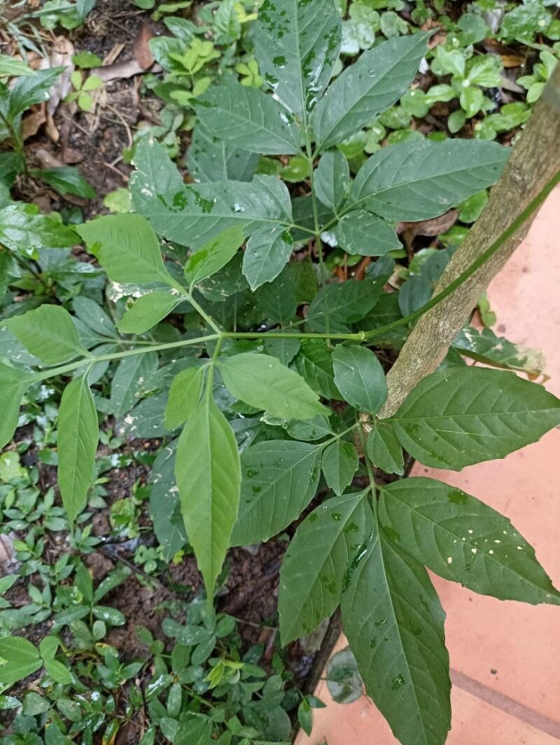 Ligusticum canadense leaf