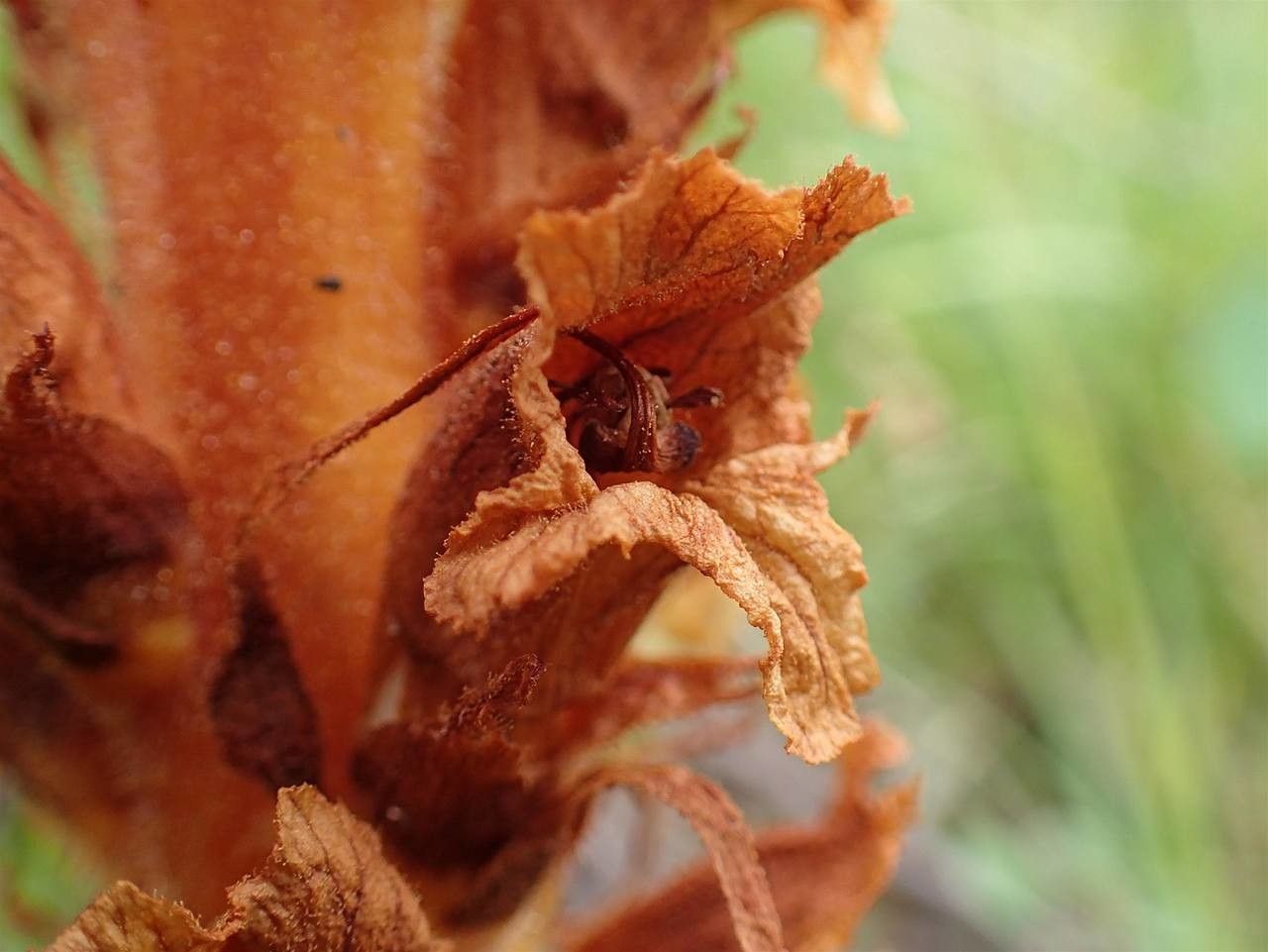 Orobanche laserpitii-sileris fruit