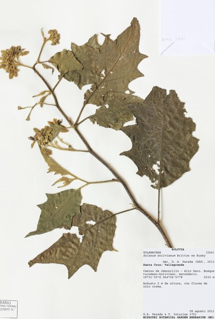 Solanum bolivianum — houseplant care guide