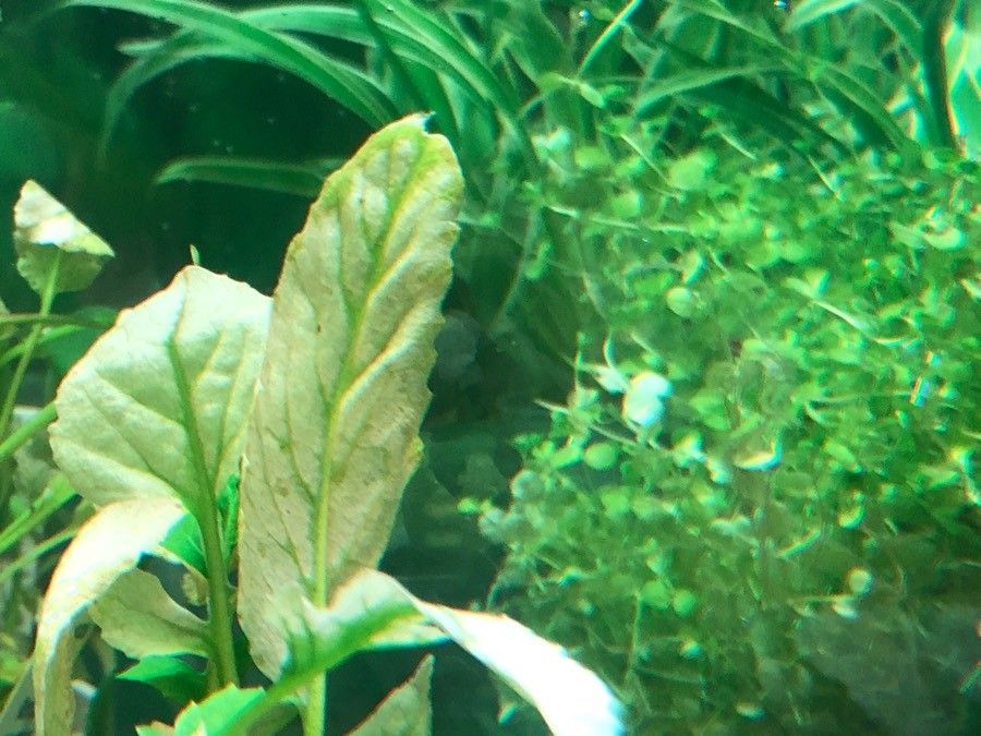 Rorippa aquatica — related species from the same genus