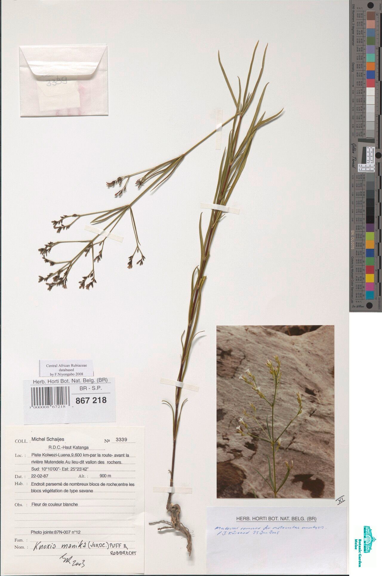 Knoxia manika — related species from the same genus