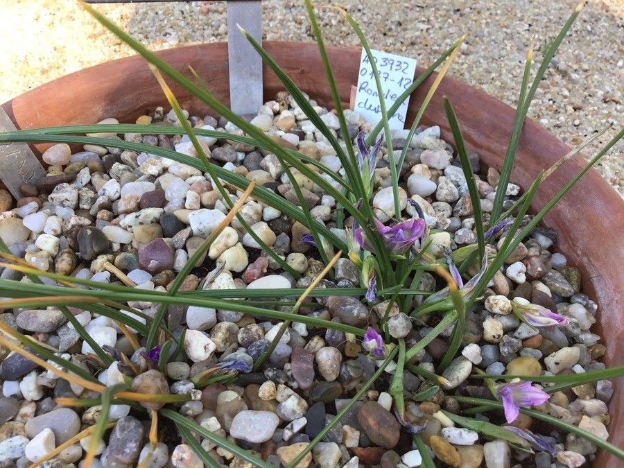 Romulea clusiana leaf