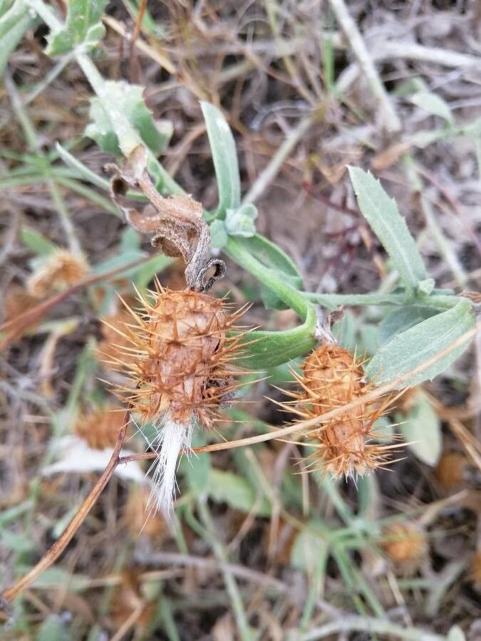 Centaurea seridis fruit