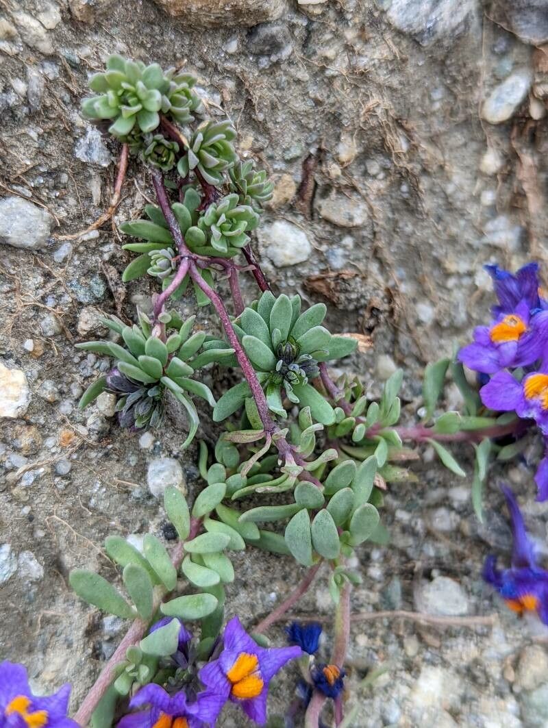 Linaria alpina