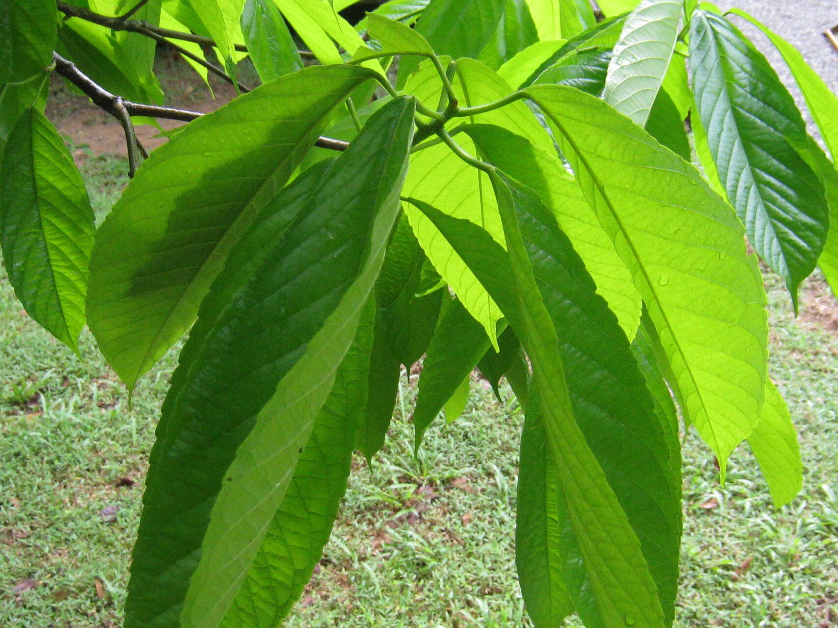 Alchornea discolor — houseplant care guide