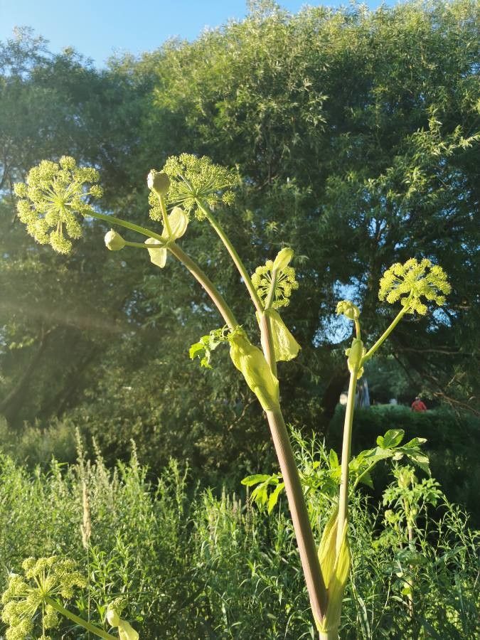 Angelica atropurpurea flower