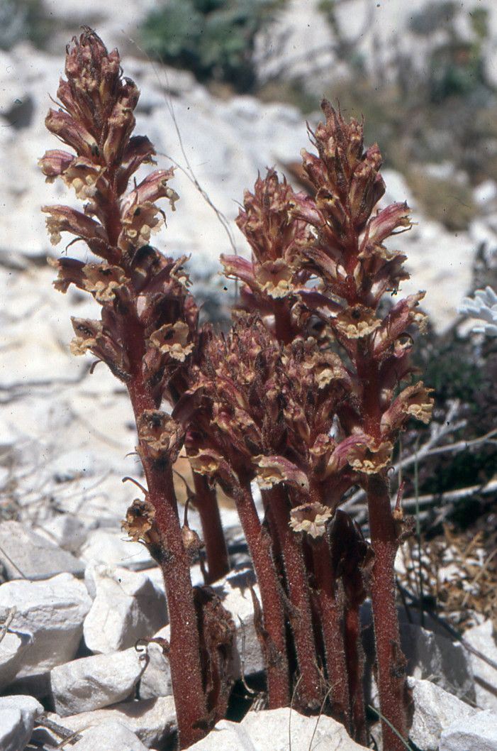 Orobanche fuliginosa habit