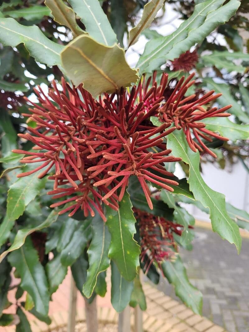 Knightia strobilina — related species from the same genus