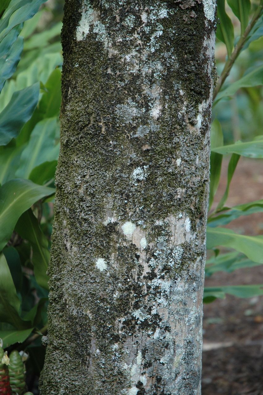 Pritchardia remota bark