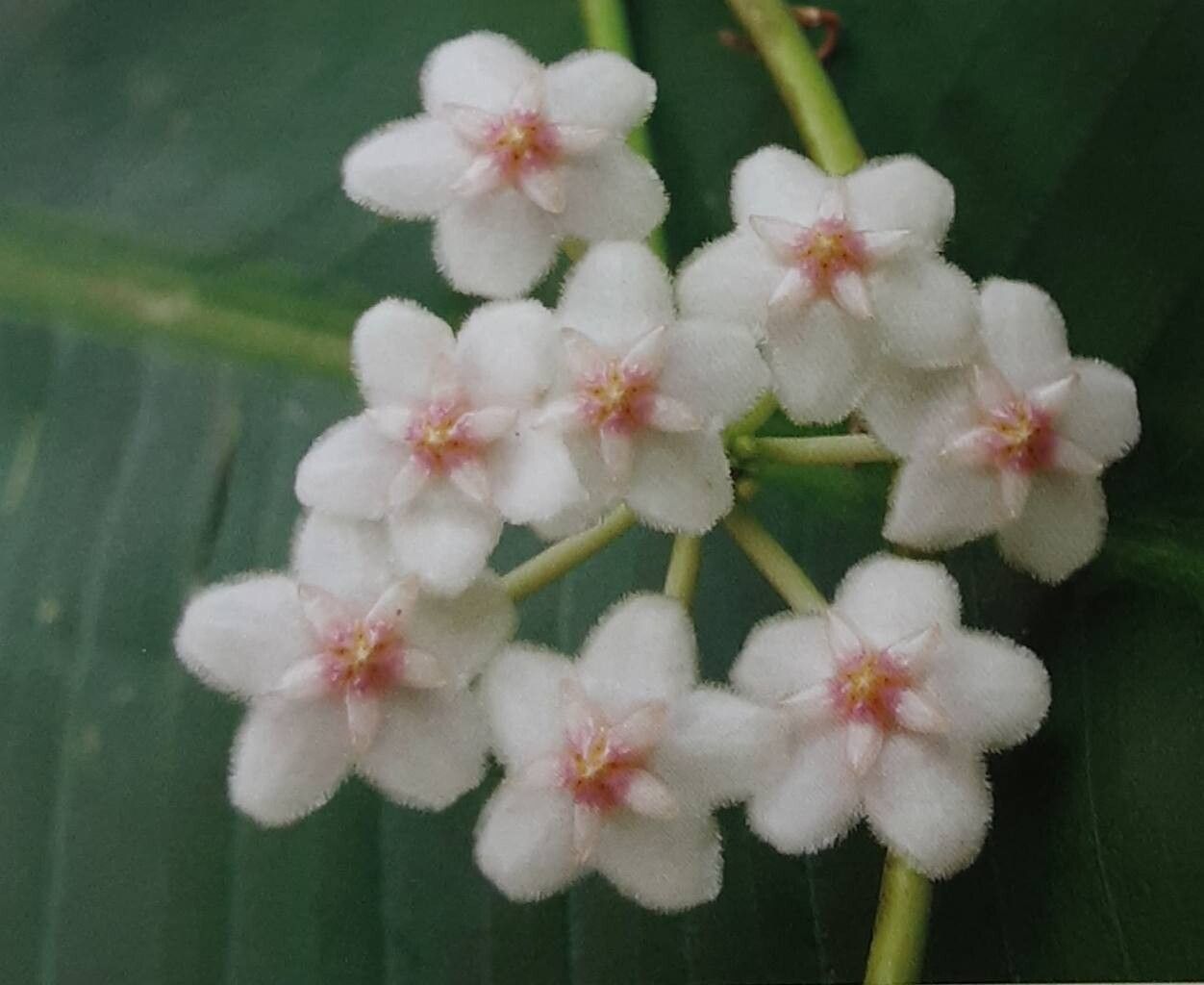 Hoya anulata flower