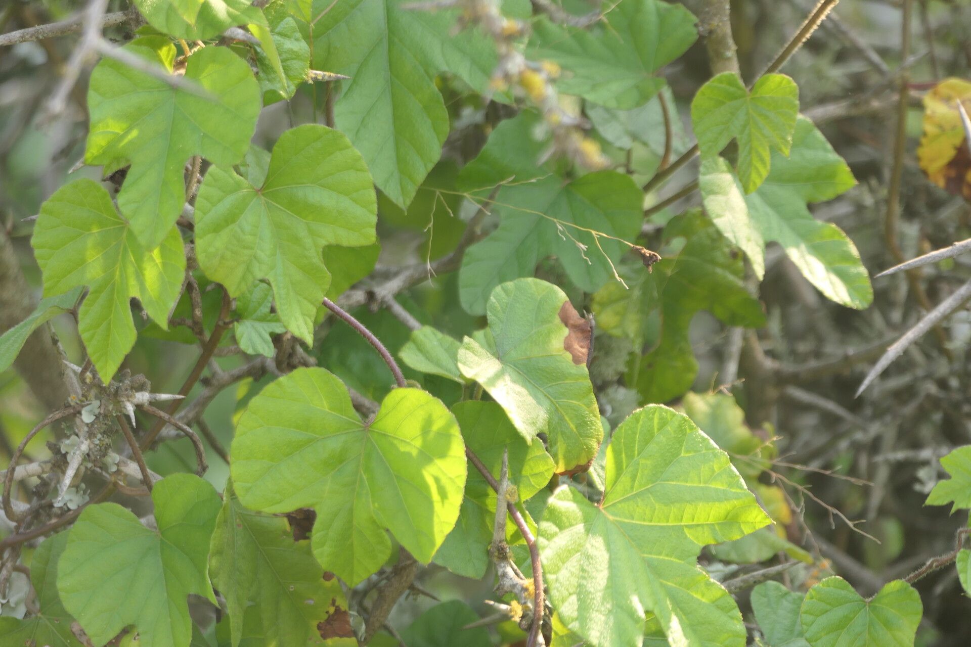 Ipomoea ficifolia leaf