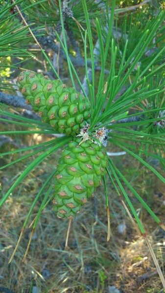 Pinus attenuata — search result for 'Pinus'