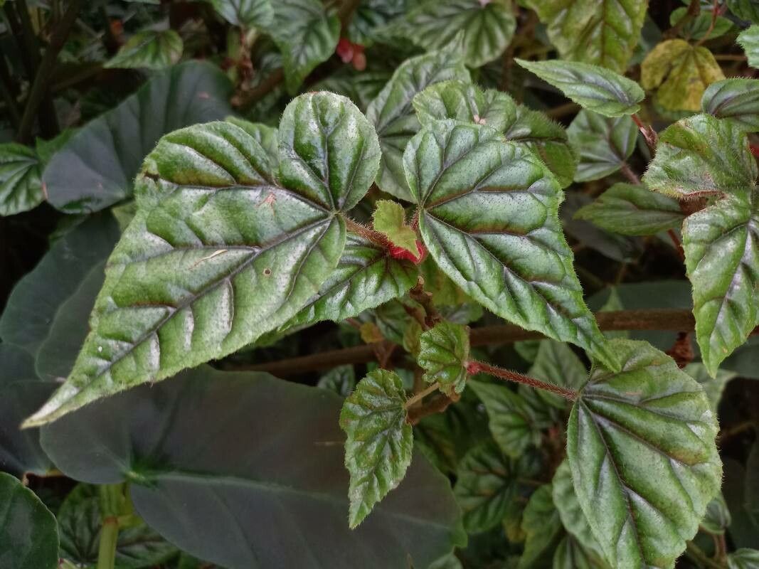 Begonia incarnata leaf