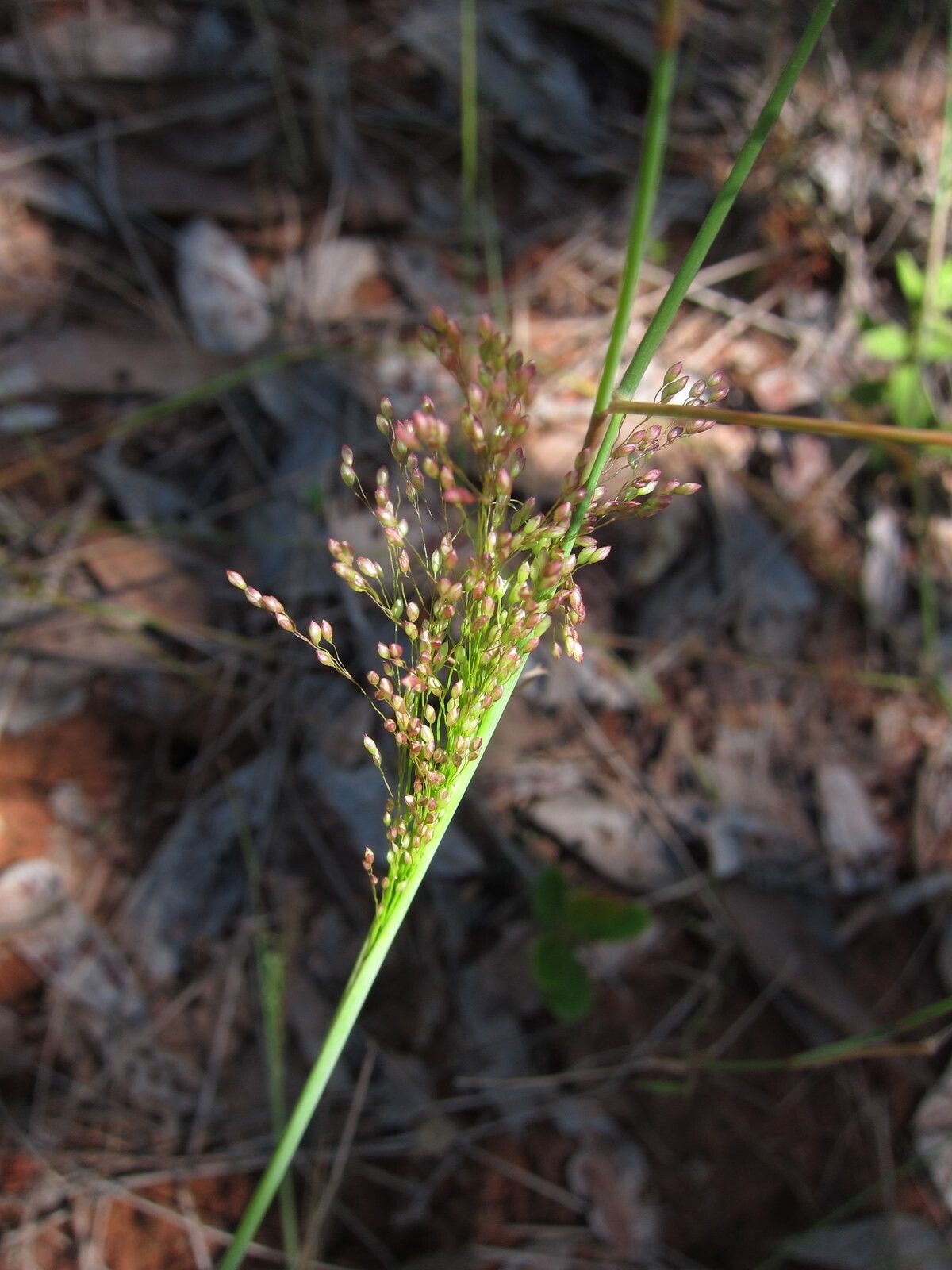 Panicum ibitense — houseplant care guide